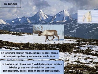 La Tundra
La tundra es el bioma mas frío del planeta, no existen
árboles ya que no sobrevivirían con tales
temperaturas, pero sí pueden crecer plantas bajas.
En la tundra habitan renos, caribús, liebres, zorros
árticos, osos polares y varias especies de aves.
 