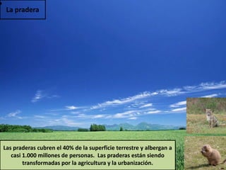 La pradera
Las praderas cubren el 40% de la superficie terrestre y albergan a
casi 1.000 millones de personas. Las praderas están siendo
transformadas por la agricultura y la urbanización.
 