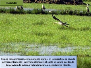Humedal
Es una zona de tierras, generalmente planas, en la superficie se inunda
permanentemente i intermitentemente, el suelo se satura quedando
desprovisto de oxìgeno y dando lugar a un ecosistema híbrido.
 