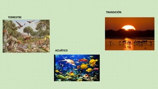 TERRESTRE
TRANSICIÓN
ACUÁTICO
 