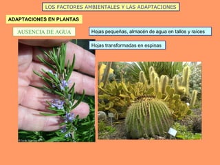 LOS FACTORES AMBIENTALES Y LAS ADAPTACIONES
ADAPTACIONES EN PLANTAS
AUSENCIA DE AGUA Hojas pequeñas, almacén de agua en tallos y raícesHojas pequeñas, almacén de agua en tallos y raíces
Hojas transformadas en espinasHojas transformadas en espinas
 