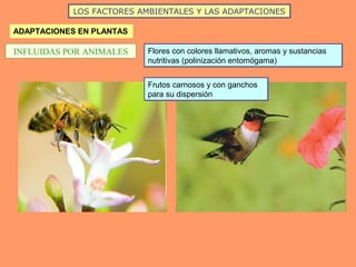 LOS FACTORES AMBIENTALES Y LAS ADAPTACIONES
ADAPTACIONES EN PLANTAS
INFLUIDAS POR ANIMALES Flores con colores llamativos, aromas y sustancias
nutritivas (polinización entomógama)
Flores con colores llamativos, aromas y sustancias
nutritivas (polinización entomógama)
Frutos carnosos y con ganchos
para su dispersión
Frutos carnosos y con ganchos
para su dispersión
 