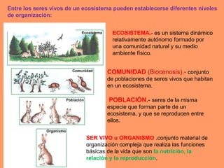 Entre los seres vivos de un ecosistema pueden establecerse diferentes niveles
de organización:
POBLACIÓN.- seres de la misma
especie que forman parte de un
ecosistema, y que se reproducen entre
ellos.
COMUNIDAD (Biocenosis).- conjunto
de poblaciones de seres vivos que habitan
en un ecosistema.
ECOSISTEMA.- es un sistema dinámico
relativamente autónomo formado por
una comunidad natural y su medio
ambiente físico.
SER VIVO u ORGANISMO .conjunto material de
organización compleja que realiza las funciones
básicas de la vida que son la nutrición, la
relación y la reproducción.
 