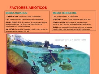 FACTORES ABIÓTICOS
MEDIO ACUATICO
TEMPERATURA: disminuye con la profundidad.
LUZ: importante para los organismos fotosintéticos.
GASES DISUELTOS: la cantidad de oxígeno en el agua
para la respiración y el dióxido de carbono para la
fotosíntesis son muy importantes.
SALINIDAD: la cantidad de sales, condicionará el tipo de
seres vivos que puedan vivir allí.
MEDIO TERRESTRE
LUZ: importante en la fotosíntesis.
HUMEDAD: proporción de vapor de agua en el aire
TEMPERATURA: importante en las reacciones
químicas, así como en la disponibilidad de alimento
SUELO: su composición química así como su textura
condicionará a los seres vivos que allí puedan vivir.
 