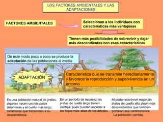 LOS FACTORES AMBIENTALES Y LAS
ADAPTACIONES
FACTORES AMBIENTALES Seleccionan a los individuos con
características más ventajosas
Tienen más posibilidades de sobrevivir y dejar
más descendientes con esas características
En una población natural de jirafas,
algunas nacen con las patas
delanteras y el cuello más largo,
caracteres que transmiten a su
descendencia.
En un periodo de escasez las
jirafas de cuello largo tienen
ventaja, pues pueden acceder a
las hojas más altas de los árboles.
Al poder sobrevivir mejor,las
jirafas de cuello alto dejan más
descendientes que también
portarán esa característica.
La población cambia.
De este modo poco a poco se produce la
adaptación de las poblaciones al medio
De este modo poco a poco se produce la
adaptación de las poblaciones al medio
ADAPTACIÓN
Característica que se transmite hereditariamente
y favorece la reproducción y supervivencia en un
entorno
 