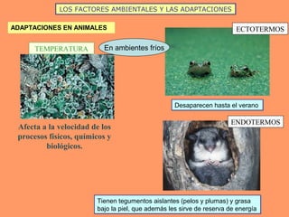 LOS FACTORES AMBIENTALES Y LAS ADAPTACIONES
ADAPTACIONES EN ANIMALES
Afecta a la velocidad de los
procesos físicos, químicos y
biológicos.
TEMPERATURA
ECTOTERMOS
Desaparecen hasta el veranoDesaparecen hasta el verano
En ambientes fríos
ENDOTERMOS
Tienen tegumentos aislantes (pelos y plumas) y grasa
bajo la piel, que además les sirve de reserva de energía
Tienen tegumentos aislantes (pelos y plumas) y grasa
bajo la piel, que además les sirve de reserva de energía
 