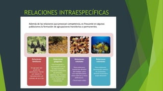 RELACIONES INTRAESPECÍFICAS
 