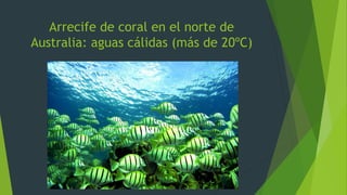 Arrecife de coral en el norte de
Australia: aguas cálidas (más de 20ºC)
 