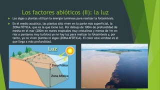 Los factores abióticos (II): la luz
 Las algas y plantas utilizan la energía luminosa para realizar la fotosíntesis.
 En el medio acuático, las plantas sólo viven en la parte más superficial, la
ZONA FÓTICA, que es la que tiene luz. Por debajo de 100m de profundidad de
media en el mar (200m en mares tropicales muy cristalinos y menos de 1m en
ríos o pantanos muy turbios) ya no hay luz para realizar la fotosíntesis y, por
tanto, ya no viven plantas ni algas (ZONA AFÓTICA). El color azul-verdoso es el
que llega a más profundidad.
 