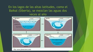 En los lagos de las altas latitudes, como el
Baikal (Siberia), se mezclan las aguas dos
veces al año
 