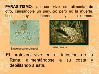 PARASITISMO: un ser vivo se alimenta de
otro, causándole un perjuicio pero no la muerte.
Los       hay     internos       y      externos.




                          RANA COMUN
  Entamoeba (protozoo)

El protozoo vive en el intestino de la
  Rana, alimentándose a su costa y
  debilitando a esta.
 