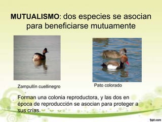 MUTUALISMO: dos especies se asocian
     para beneficiarse mutuamente




 Zampullín cuellinegro         Pato colorado

 Forman una colonia reproductora, y las dos en
 época de reproducción se asocian para proteger a
 sus crías.
 