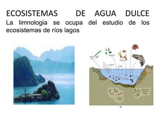ECOSISTEMAS        DE AGUA DULCE
La limnologia se ocupa del estudio de los
ecosistemas de ríos lagos
 