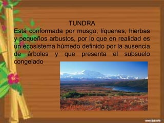 TUNDRA
Está conformada por musgo, líquenes, hierbas
y pequeños arbustos, por lo que en realidad es
un ecosistema húmedo definido por la ausencia
de árboles y que presenta el subsuelo
congelado
 