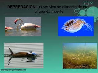 DEPREDACIÓN: un ser vivo se alimenta de otro,
           al que da muerte
 