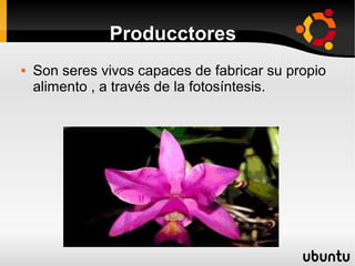 Producctores
   Son seres vivos capaces de fabricar su propio
    alimento , a través de la fotosíntesis.
 