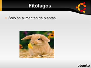 Fitófagos

   Solo se alimentan de plantas
 