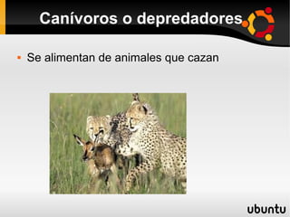 Canívoros o depredadores

   Se alimentan de animales que cazan
 