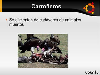Carroñeros

   Se alimentan de cadáveres de animales
    muertos
 