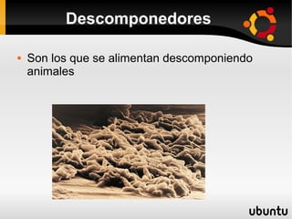 Descomponedores

   Son los que se alimentan descomponiendo
    animales
 