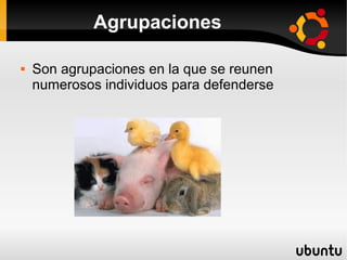 Agrupaciones

   Son agrupaciones en la que se reunen
    numerosos individuos para defenderse
 