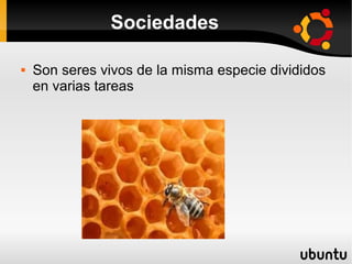 Sociedades

   Son seres vivos de la misma especie divididos
    en varias tareas
 