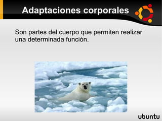 Adaptaciones corporales

Son partes del cuerpo que permiten realizar
una determinada función.
 