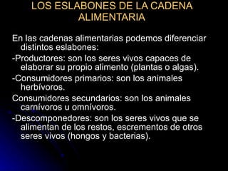 LOS ESLABONES DE LA CADENA ALIMENTARIA En las cadenas alimentarias podemos diferenciar distintos eslabones: -Productores: son los seres vivos capaces de elaborar su propio alimento (plantas o algas). -Consumidores primarios: son los animales herbívoros. Consumidores secundarios: son los animales carnívoros u omnívoros. -Descomponedores: son los seres vivos que se alimentan de los restos, escrementos de otros seres vivos (hongos y bacterias). 