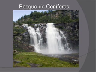 Bosque de Coníferas
 