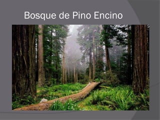 Bosque de Pino Encino
 
