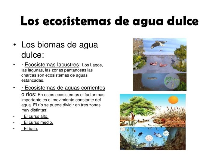 Los ecosistemas de agua dulce_by_Pablo