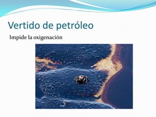Vertido de petróleo
Impide la oxigenación
 