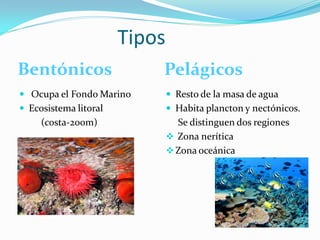 Tipos
Bentónicos                 Pelágicos
 Ocupa el Fondo Marino         Resto de la masa de agua
 Ecosistema litoral            Habita plancton y nectónicos.
     (costa-200m)                Se distinguen dos regiones
                                Zona nerítica
                                Zona oceánica
 