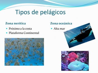 Tipos de pelágicos
Zona nerítica              Zona oceánica
 Próximo a la costa        Alta mar
 Plataforma Continental
 