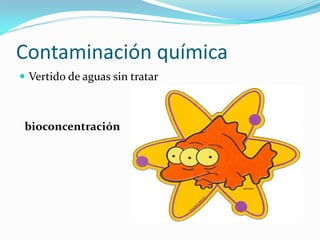 Contaminación química
 Vertido de aguas sin tratar



 bioconcentración
 