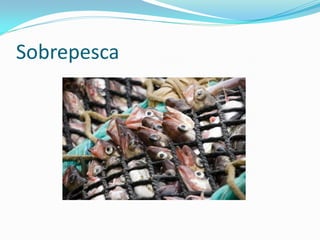 Sobrepesca
 