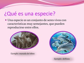 ¿Qué es una especie?Una especie es un conjunto de seres vivos con características muy semejantes, que pueden reproducirse entre ellos. Ejemplo: manada de lobosEjemplo: delfines
