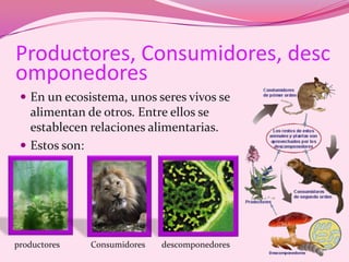 Productores, Consumidores, descomponedoresEn un ecosistema, unos seres vivos se alimentan de otros. Entre ellos se establecen relaciones alimentarias.Estos son:productoresConsumidores descomponedores