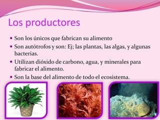 Los productoresSon los únicos que fabrican su alimentoSon autótrofos y son: Ej; las plantas, las algas, y algunas bacterias.Utilizandióxido de carbono, agua, y minerales para fabricar el alimento.Son la base del alimento de todo el ecosistema.