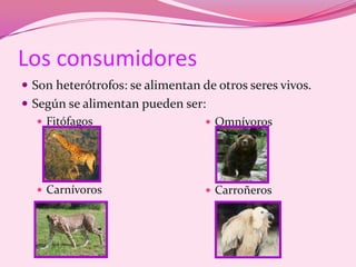 Los consumidoresSon heterótrofos: se alimentan de otros seres vivos.Según se alimentan pueden ser:Fitófagos CarnívorosOmnívoros
