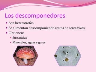 CarroñerosLos descomponedoresSon heterótrofos.Se alimentan descomponiendo restos de seres vivos.Obtienen:SustanciasMinerales, aguas y gases