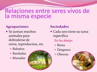Relaciones entre seres vivos de la misma especieAgrupacionesSe juntan muchos animales para defenderse de otros, reproducirse, etcRebañosBandadasManadasSociedadesCada uno tiene su tarea específicaEn las abejas: ReinaZánganosObreras