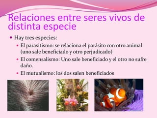 Relaciones entre seres vivos de distinta especieHay tres especies:El parasitismo: se relaciona el parásito con otro animal (uno sale beneficiado y otro perjudicado)El comensalismo: Uno sale beneficiado y el otro no sufre  daño.El mutualismo: los dos salen beneficiados