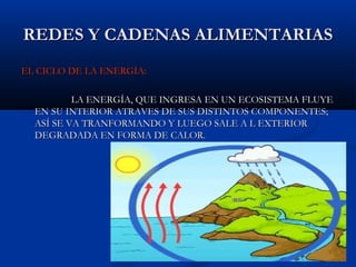 REDES Y CADENAS ALIMENTARIASREDES Y CADENAS ALIMENTARIAS
EL CICLO DE LA ENERGÍA:EL CICLO DE LA ENERGÍA:
LA ENERGÍA, QUE INGRESA EN UN ECOSISTEMA FLUYELA ENERGÍA, QUE INGRESA EN UN ECOSISTEMA FLUYE
EN SU INTERIOR ATRAVES DE SUS DISTINTOS COMPONENTES;EN SU INTERIOR ATRAVES DE SUS DISTINTOS COMPONENTES;
ASÍ SE VA TRANFORMANDO Y LUEGO SALE A L EXTERIORASÍ SE VA TRANFORMANDO Y LUEGO SALE A L EXTERIOR
DEGRADADA EN FORMA DE CALOR.DEGRADADA EN FORMA DE CALOR.
 
