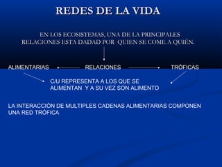 REDES DE LA VIDAREDES DE LA VIDA
EN LOS ECOSISTEMAS, UNA DE LA PRINCIPALESEN LOS ECOSISTEMAS, UNA DE LA PRINCIPALES
RELACIONES ESTA DADAD POR QUIEN SE COME A QUIÉN.RELACIONES ESTA DADAD POR QUIEN SE COME A QUIÉN.
RELACIONES TRÓFICASALIMENTARIAS
C/U REPRESENTA A LOS QUE SE
ALIMENTAN Y A SU VEZ SON ALIMENTO
LA INTERACCIÓN DE MULTIPLES CADENAS ALIMENTARIAS COMPONEN
UNA RED TRÓFICA
 