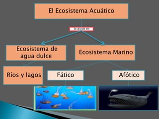 El Ecosistema Acuático
Ecosistema de
agua dulce
Ecosistema Marino
Se divide en:
Afótico
Fático
Recibe luz
suficiente para la
fotosíntesis
Donde no hay luz
para la fotosíntesis
Ríos y lagos
 