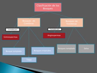Bosques de
Coníferas
Bosques de
frondosas
Clasificación de los
Bosques
Bosques tropicales.
Taiga
Bosque templado
Selva
Bosques templado
Angiospermas
Formados por
Formados por
Gimnospermas
 