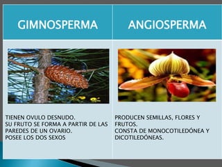 GIMNOSPERMA ANGIOSPERMA
TIENEN OVULO DESNUDO.
SU FRUTO SE FORMA A PARTIR DE LAS
PAREDES DE UN OVARIO.
POSEE LOS DOS SEXOS
PRODUCEN SEMILLAS, FLORES Y
FRUTOS.
CONSTA DE MONOCOTILEDÓNEA Y
DICOTILEDÓNEAS.
 