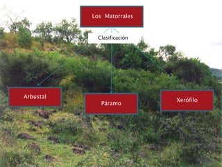 Arbustal
Xerófilo
Los Matorrales
Páramo
Clasificación
 