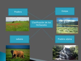 Pradera Estepa
Clasificación de los
Herbazales
Pradera alpina
sabana
 